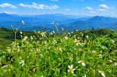 Chang Suek- Breathtaking Viewpoint