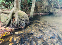 Fish Stream Khaolak