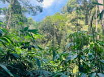 Pure Nature Route Khaolak