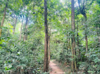 Pure Nature Route Khaolak