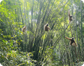 Forest Bathing Half Day Khao Lak Tour