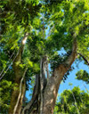 Giant Makha Tree
