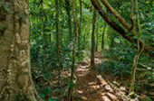 Giant Makha Tree
