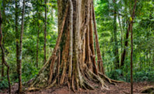 Giant Makha Tree