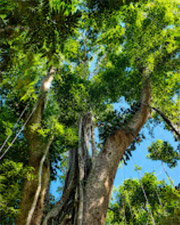 Giant Makha Tree