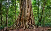 Giant Makha Tree