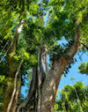 Giant Makha Tree