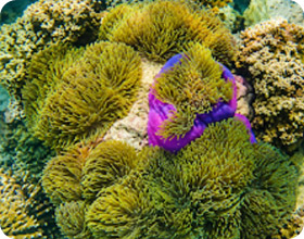 Koh Kood Marine Escape 3 Days 2 Nights Koh Kood Marine Escape 3 Days 2 Nights