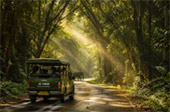 Forest Road