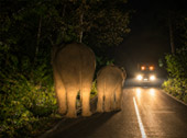 Game Drive