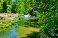 Jungle Trail