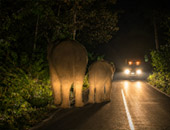 Game Drive