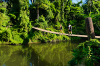 Jungle Walk in UNESCO World Heritage Site