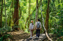 Jungle Walk in UNESCO World Heritage Site