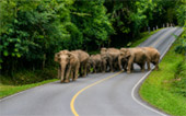 The Spirit Of Khao Yai, Nakhon Ratchasima