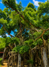 Sai Ngam Giant Banyan Tree