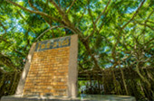 Sai Ngam Giant Banyan Tree