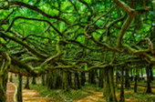 Sai Ngam Giant Banyan Tree
