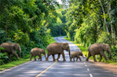 Forest Road