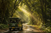 Forest Road