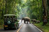 Forest Road