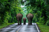 Forest Road