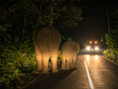 Game Drive