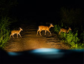Game Drive