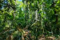 Fun Jungle Trails and Museum