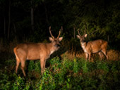 Game Drive