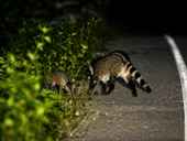 Game Drive