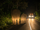 Game Drive