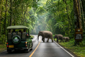 Forest Road
