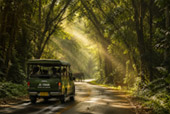 Forest Road
