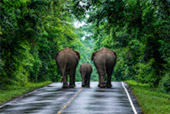 Forest Road
