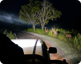 Khao Yai 4 Days 3 Nights - Nature Experience