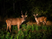 Game Drive