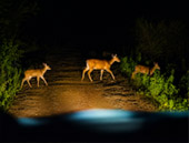Game Drive