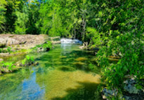 Jungle Short Trail