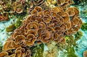 Snorkeling and Beach Activities