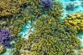 Snorkeling and Beach Activities
