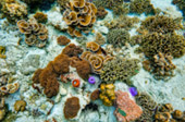 Snorkeling and Beach Activities