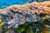 Snorkeling and Beach Activities