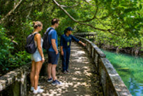 Salak Phet  Mangrove