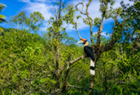 Salak Phet  Mangrove