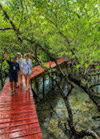 Salak Phet  Mangrove
