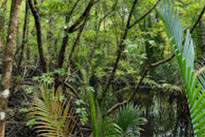 Salakpetch Mangrove