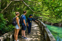 Salakpetch Mangrove