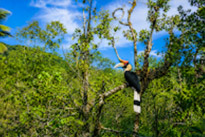 Salakpetch Mangrove