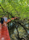 Salakpetch Mangrove